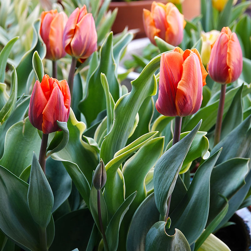 V-TU-003B Prinses Irene