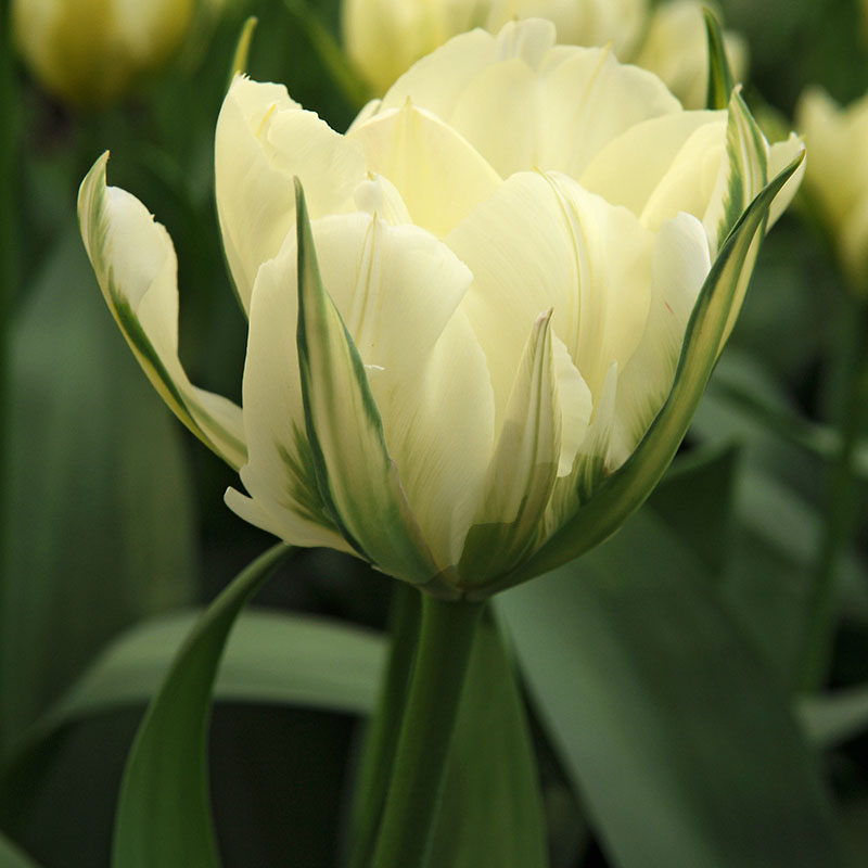 Tulipa  Exotic Emperor