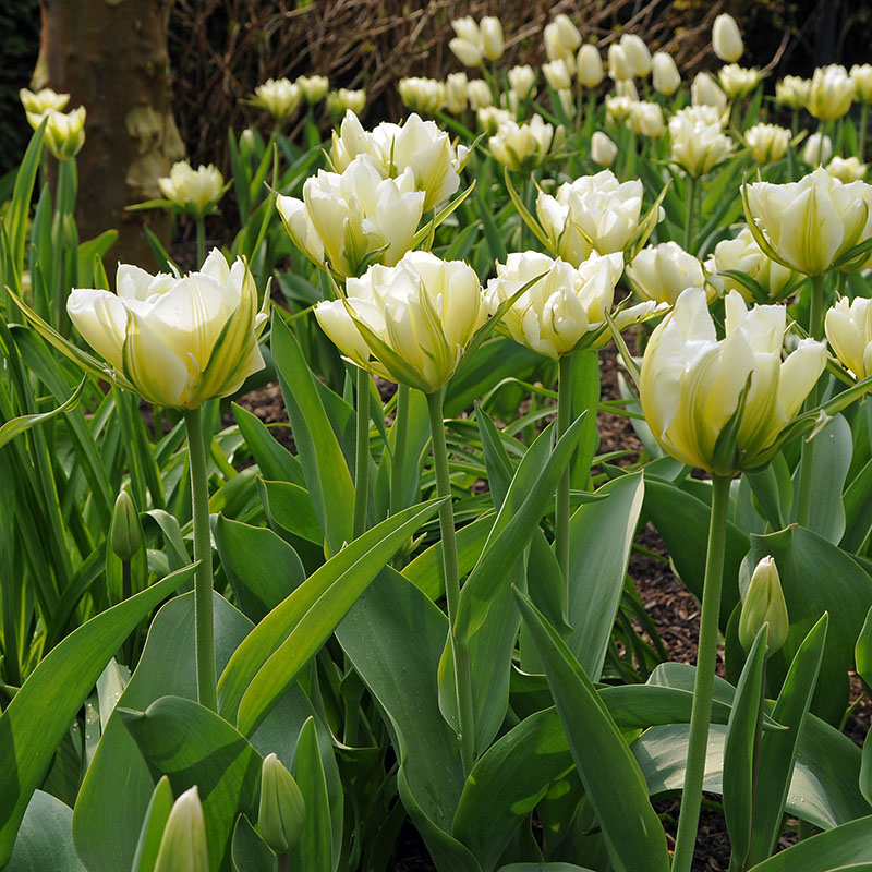 Tulipa  Exotic Emperor
