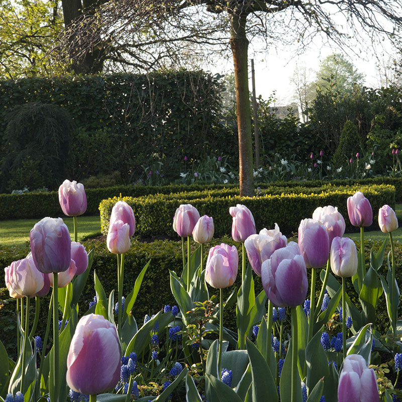 Muscari aucheri ‘Blue Magic’, Tulipa ‘Ollioules’