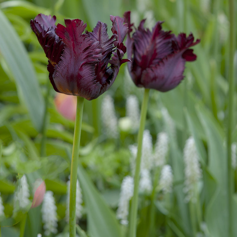 Mixture 3 Spring flowering bulbs 2019