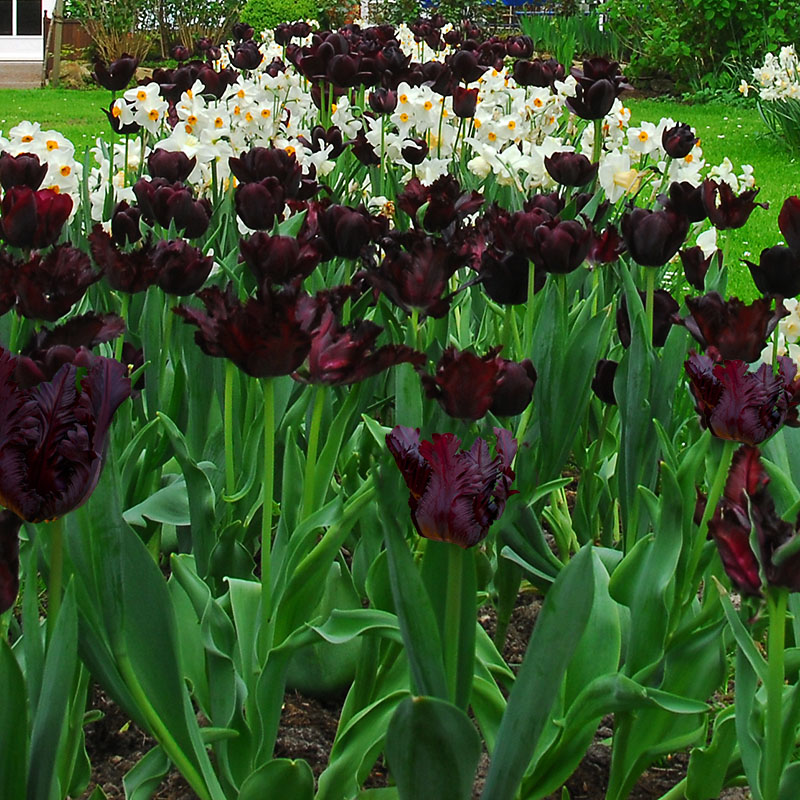 Tulipa  Black Parrot