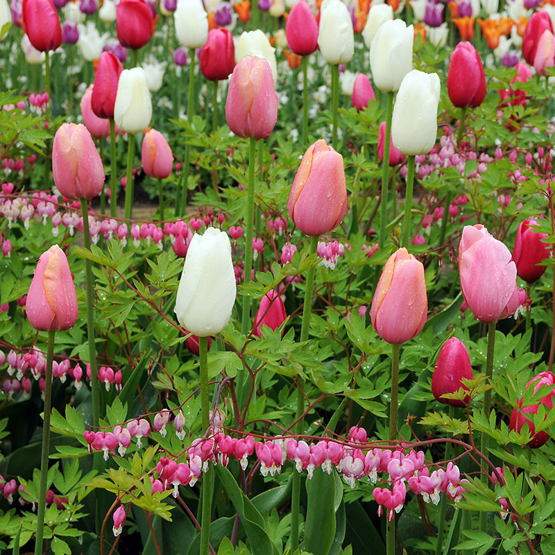 Tulipa  Menton ® Menton