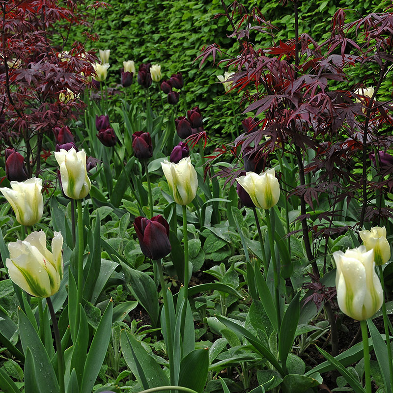 Tulipa  Spring Green