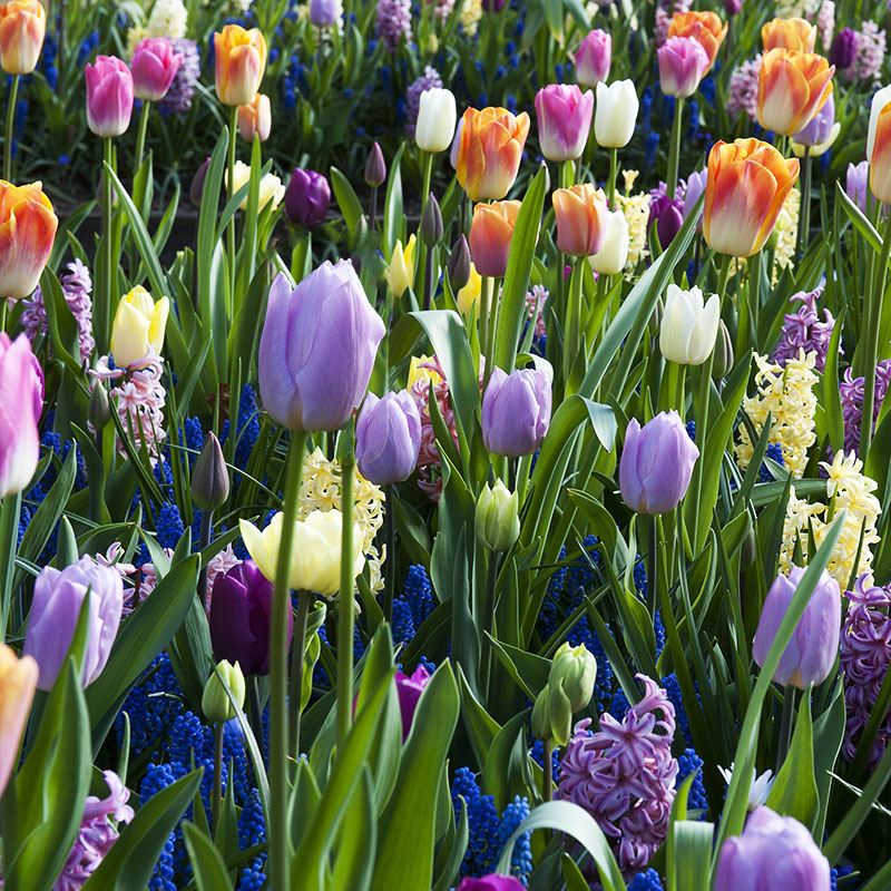 Mix spring flowering bulbs – colour explosion