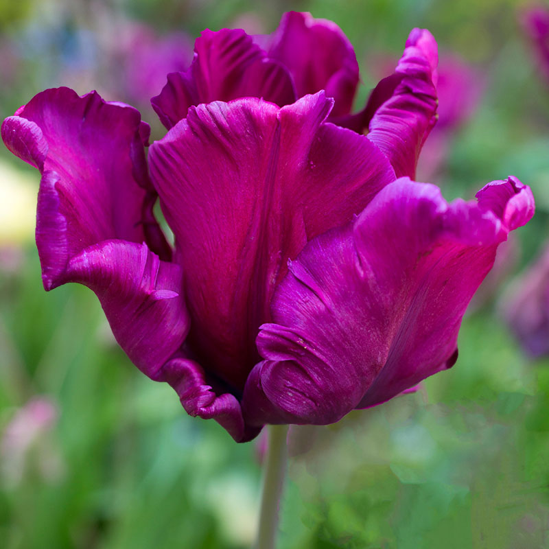 Tulipa ‘Victoria’s Secret’ Victoria´s Secret