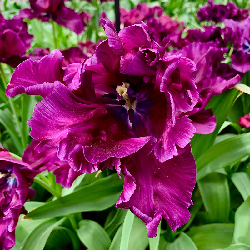 V-TU-012B Victoria´s Secret