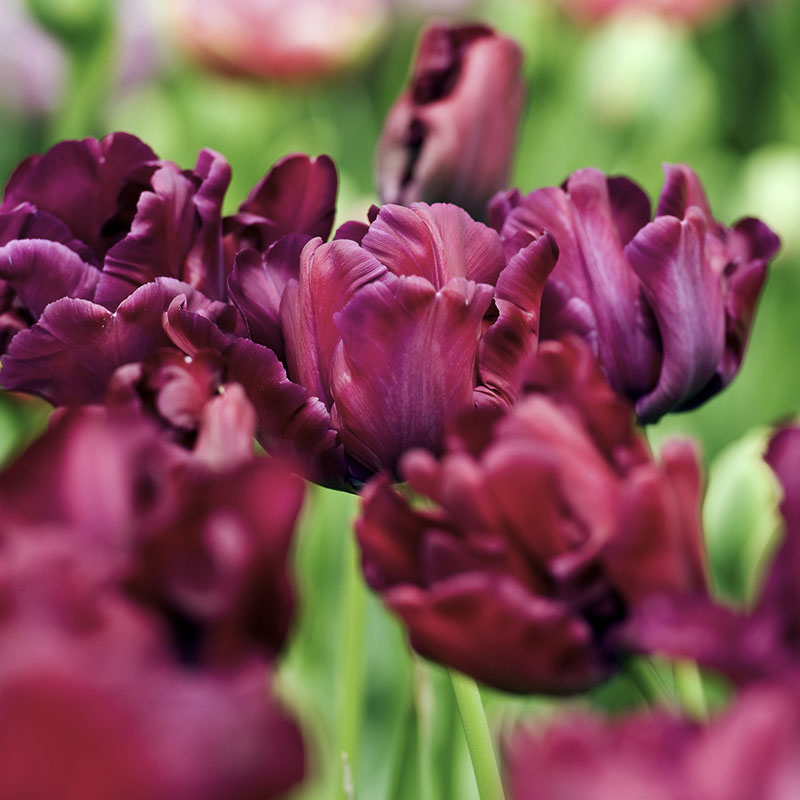 Keukenhof 2013 Victoria´s Secret