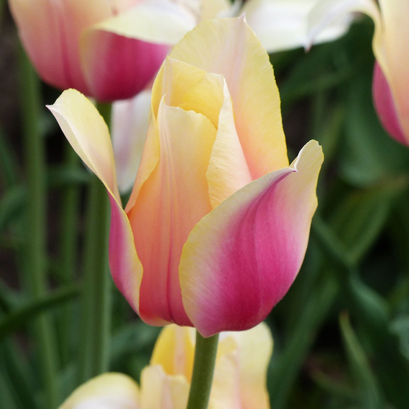 oranje tulp