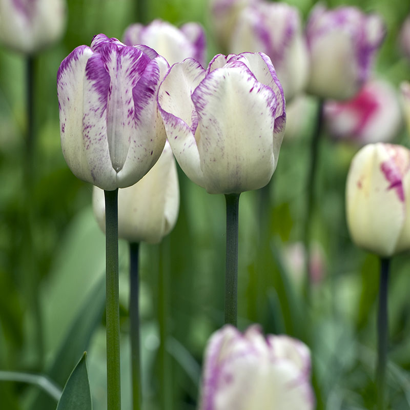 Keukenhof 2013