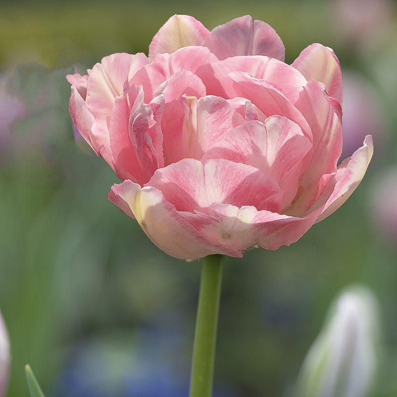 Tulipa ‘Ollioules’