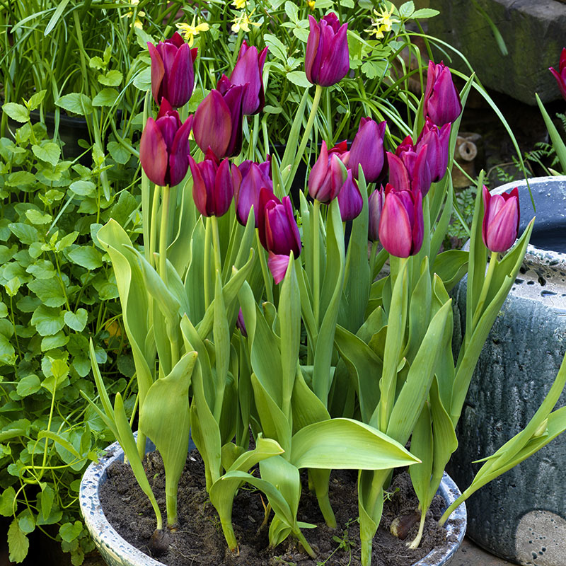 Trend garden 2016 The World Beyond