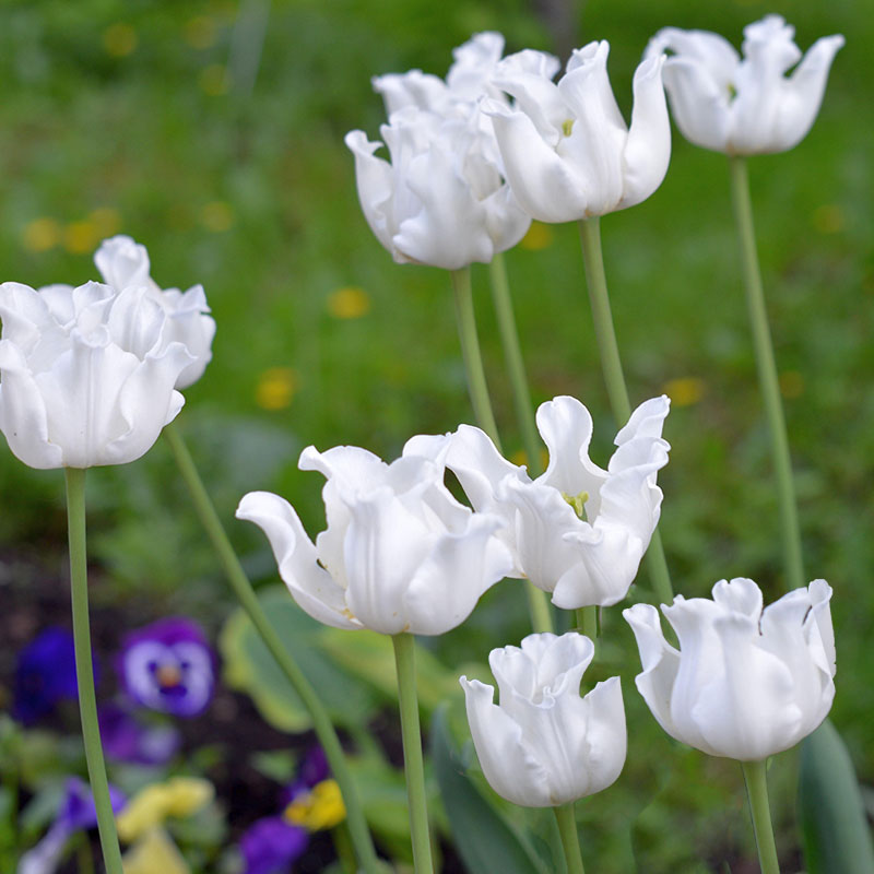 tulipa white liberstar