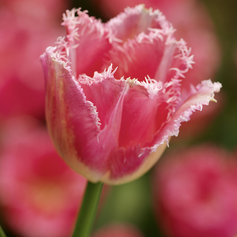 Tulipa  Fancy Frills