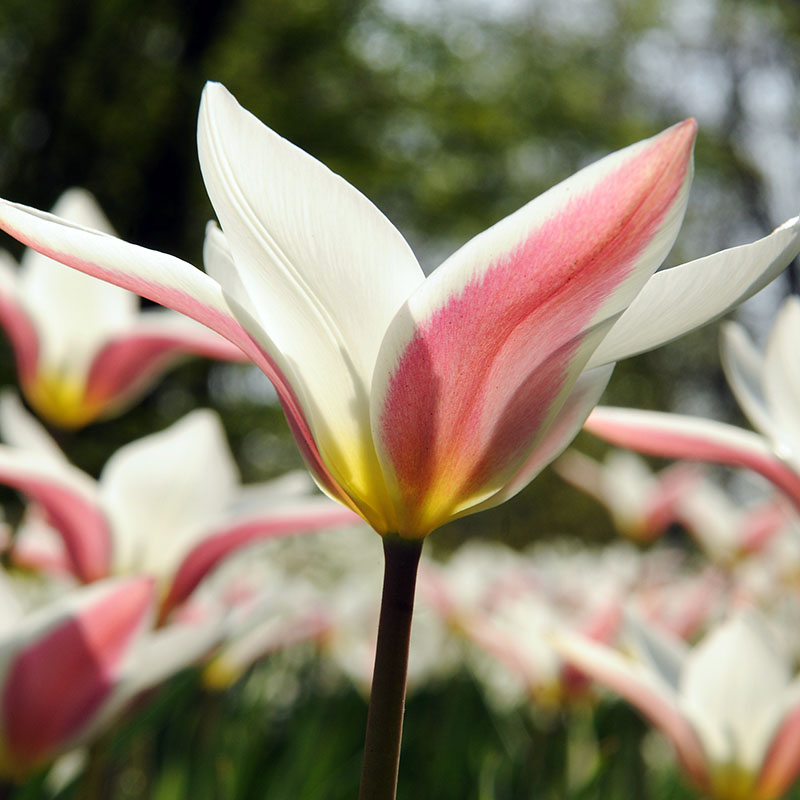 Tulipa clusiana  Lady Jane