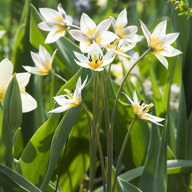 Special Bulbs 2015 Turkestanica