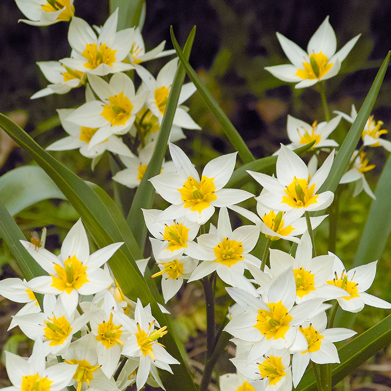 V-TU-038C Turkestanica