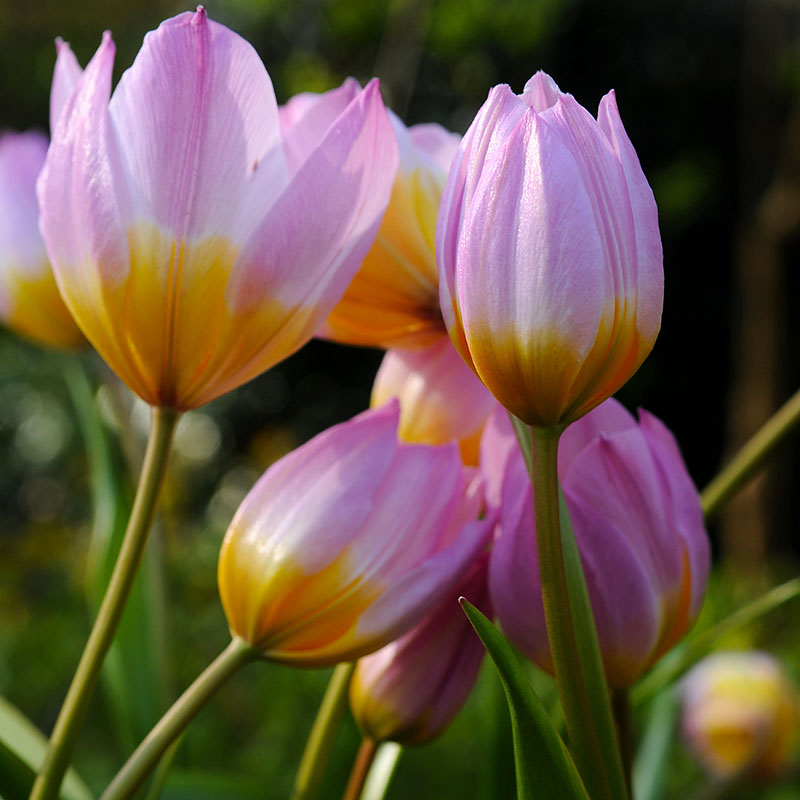 Tulipa bakeri  Lilac Wonder