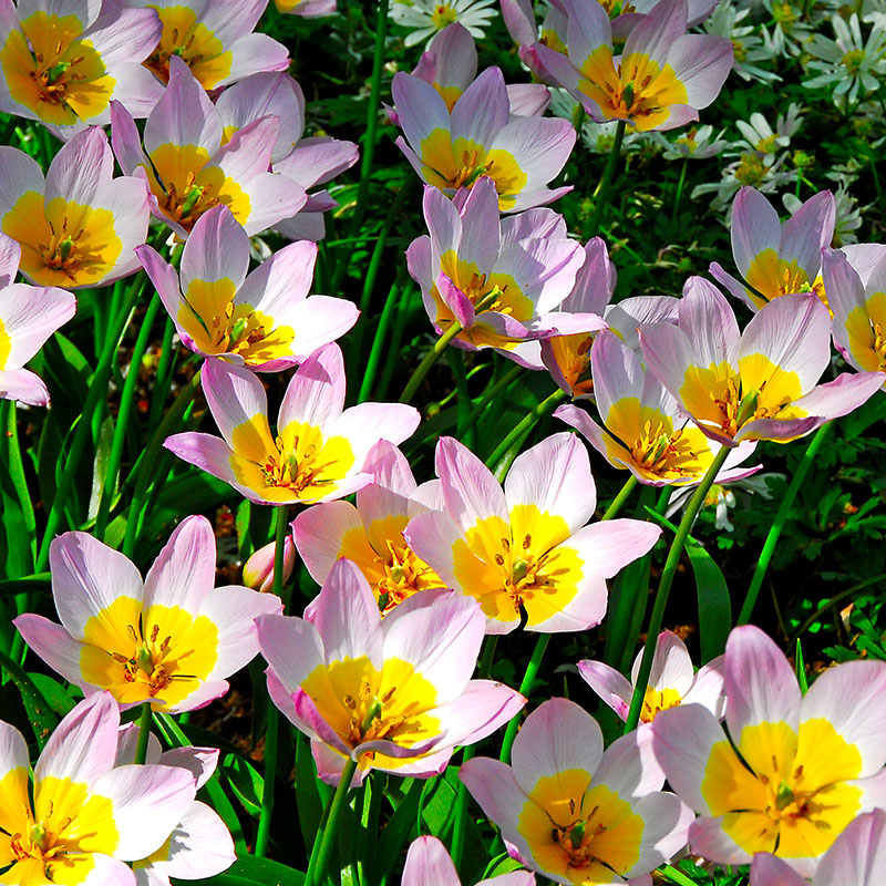 Tulipa bakeri  Lilac Wonder