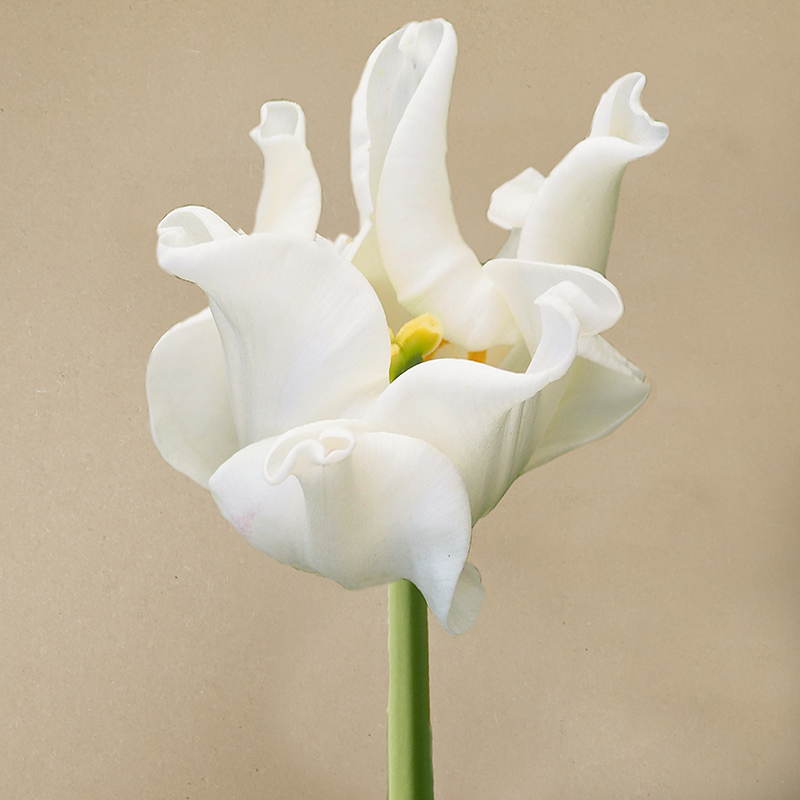 White Liberstar tulp