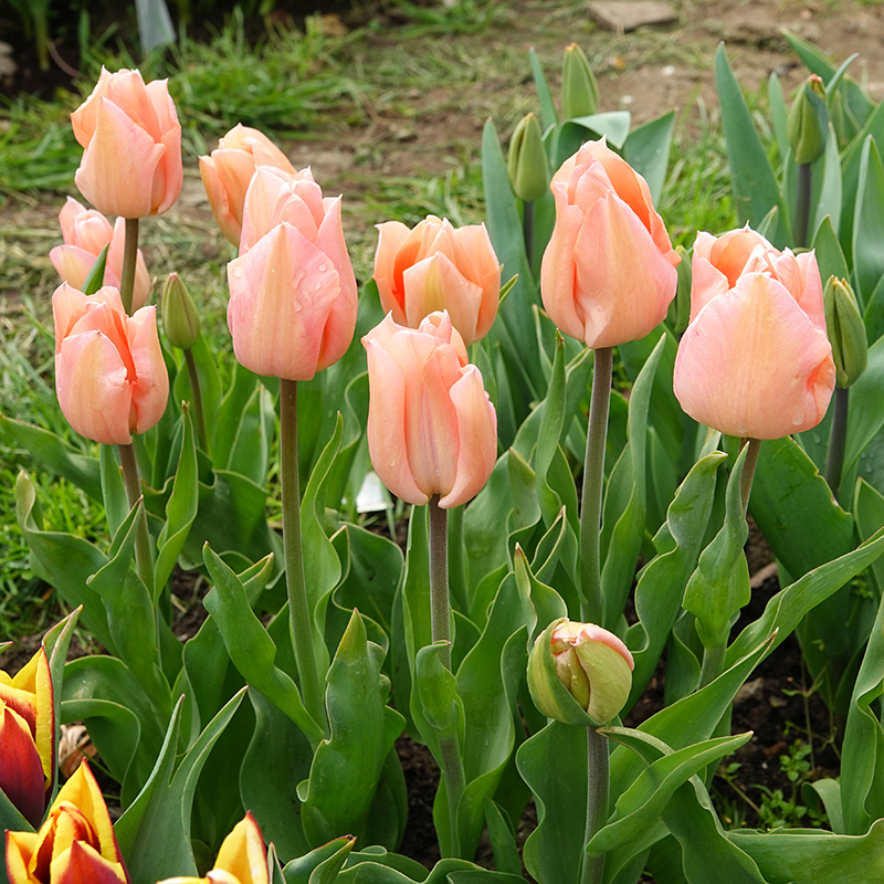 apricot tulip