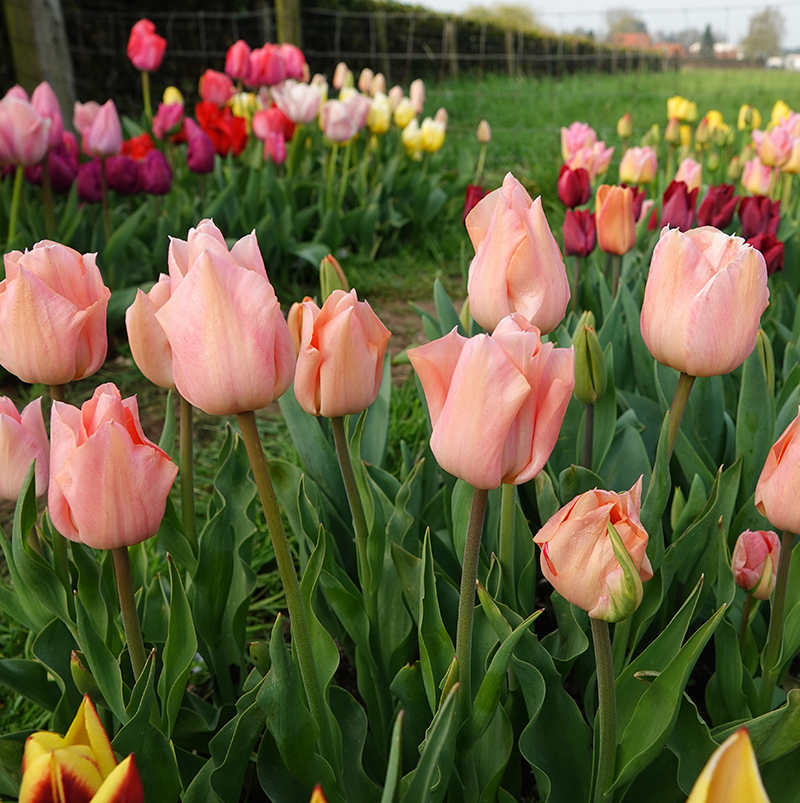 abrikoos tulp