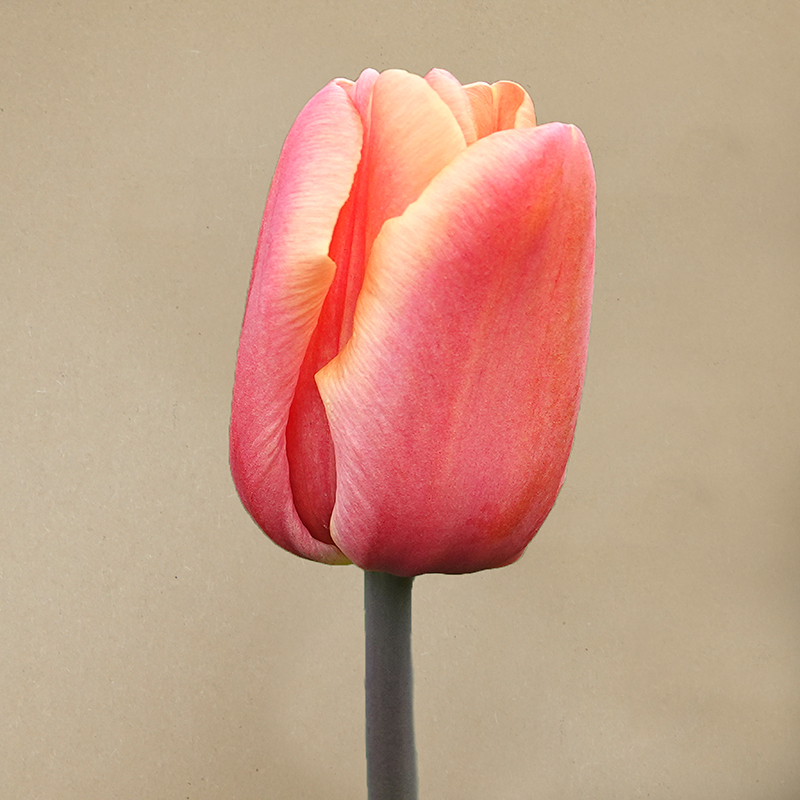 tulp apricot foxx