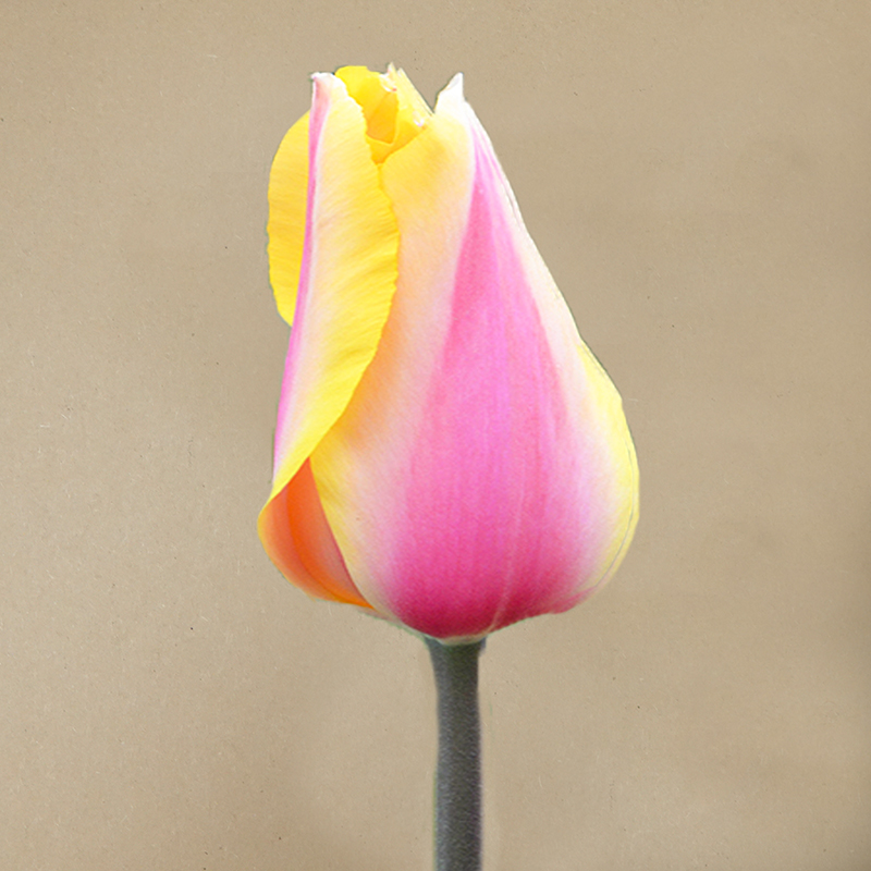 tulp blushing lady