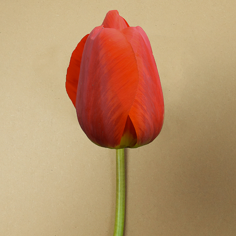 coleur cardinal tulpen