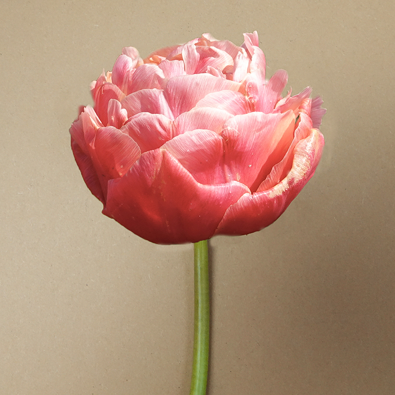 tulp copper image