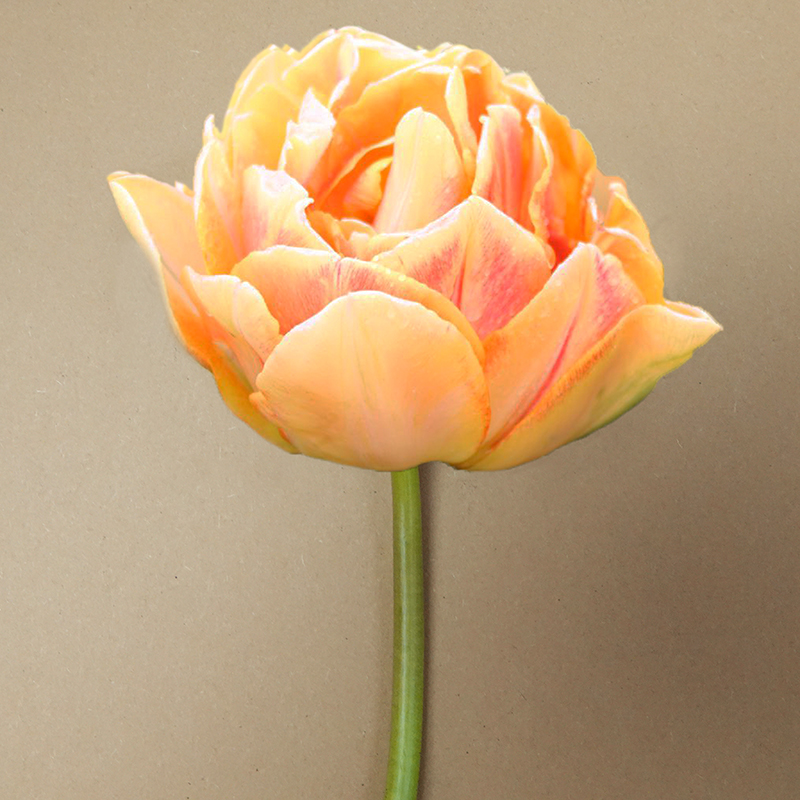 tulp foxy foxtrot