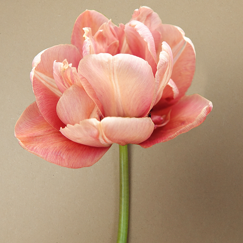 la belle epoque tulp