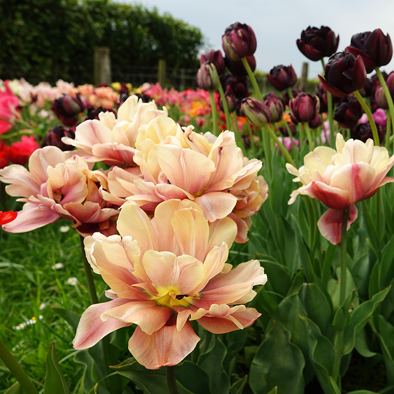 la belle epoque tulipa