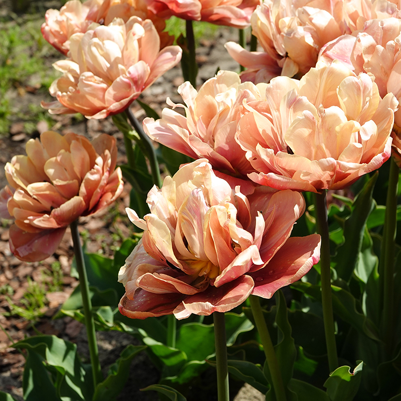 champagne tulp