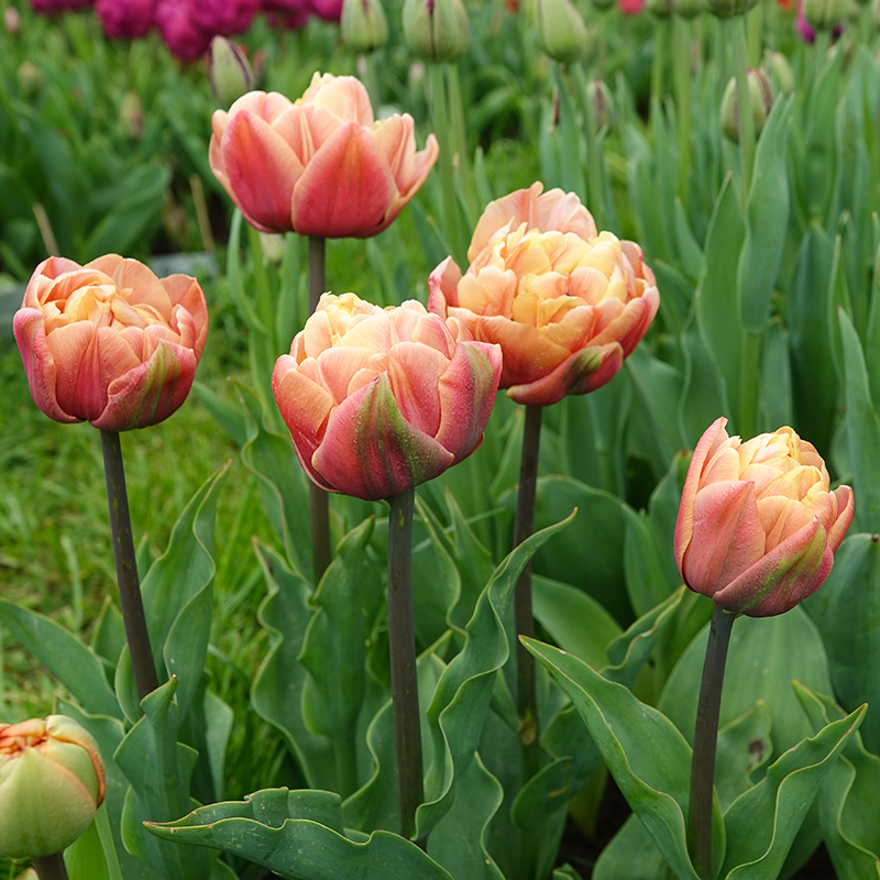 epoque tulp