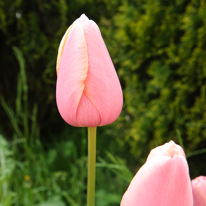 roze tulp