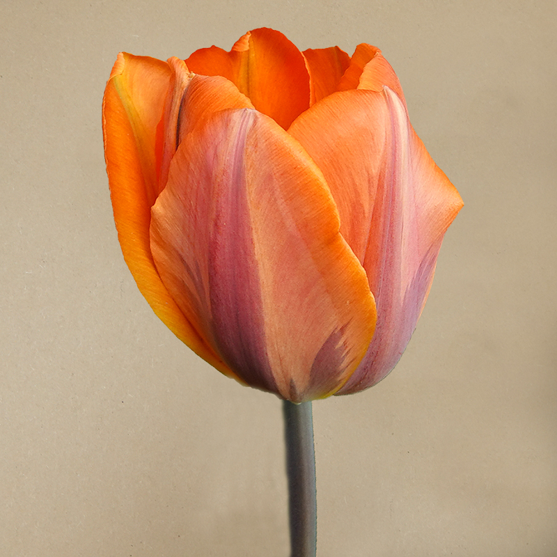 tulp prinses irene