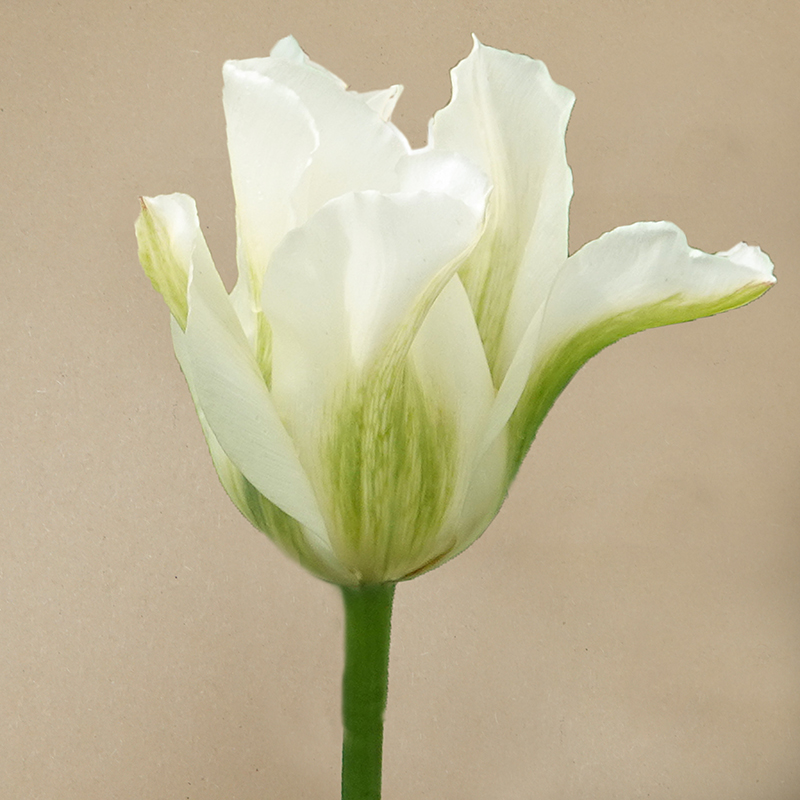 tulp spring green