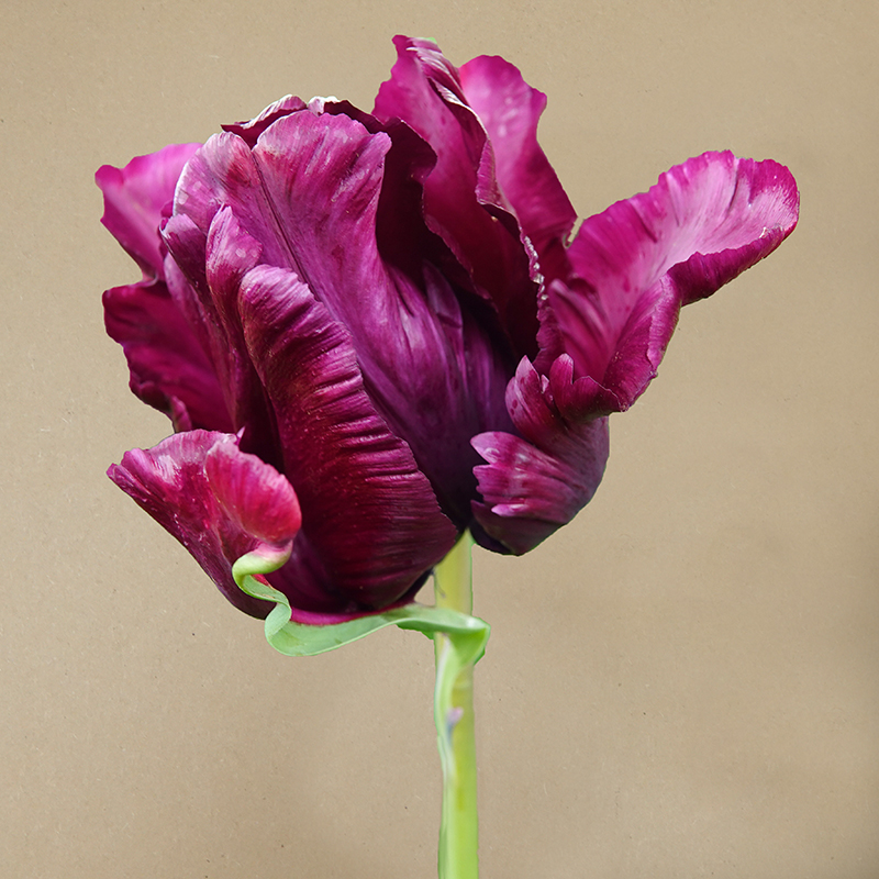 victoria secret tulp