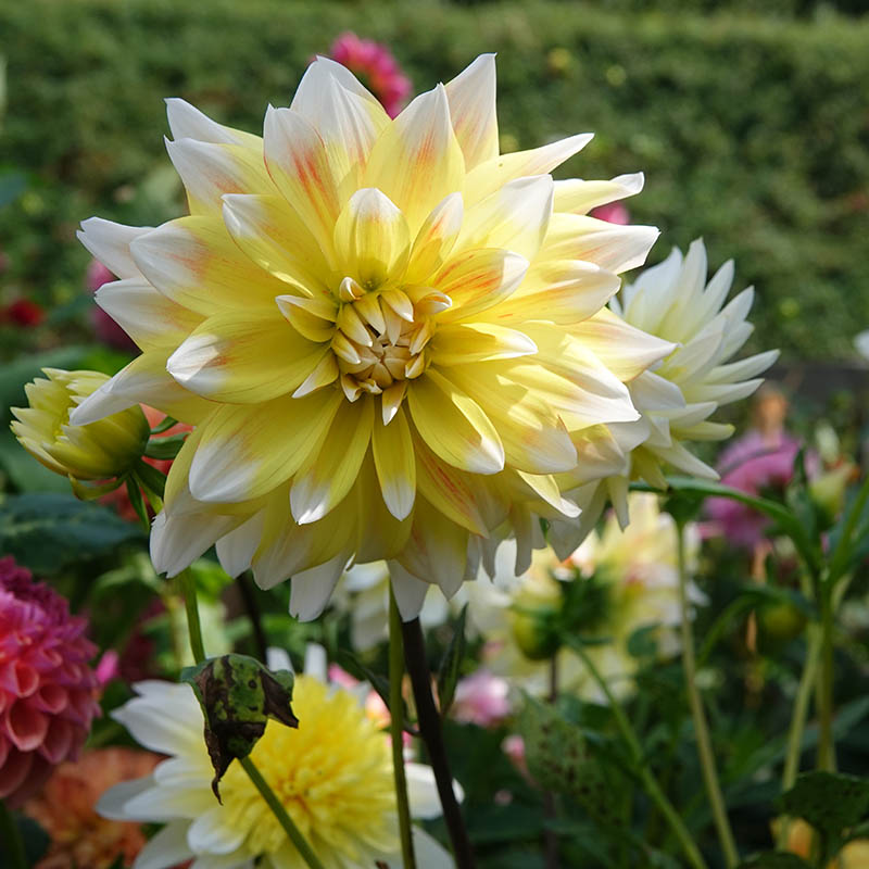 seattle dahlia dahlien