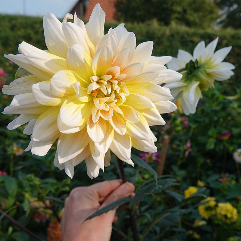 dahlien seattle dahlie