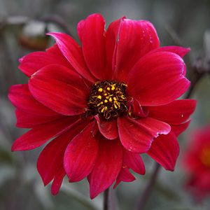 bishop dahlia
