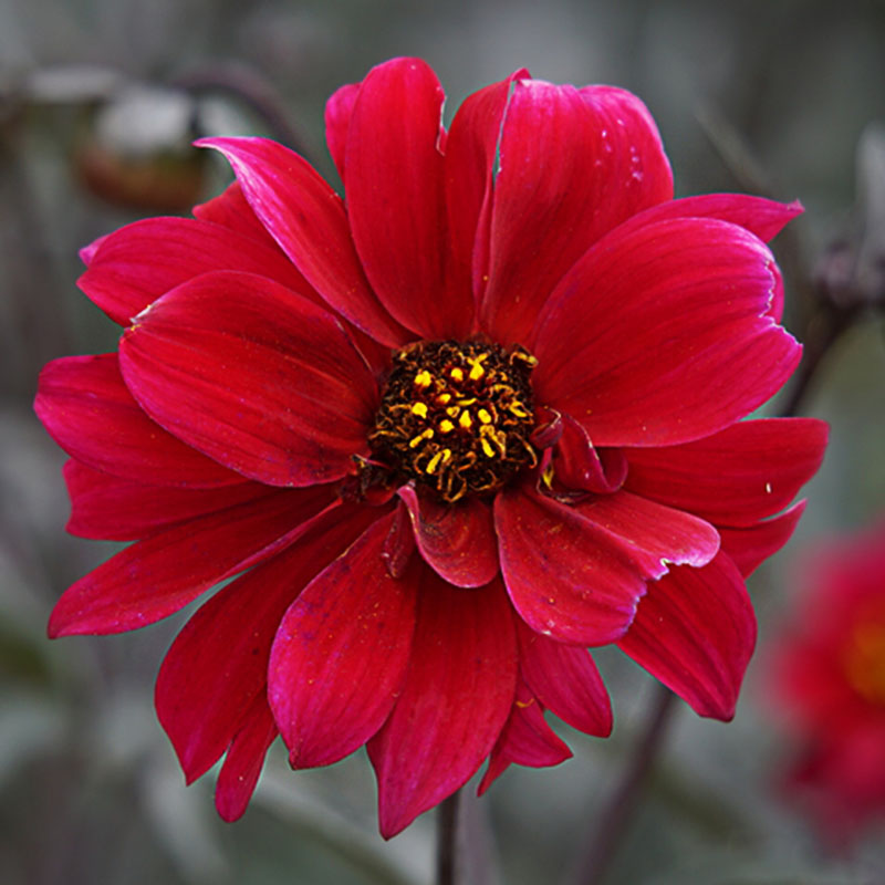 Dahlia Bishop of Canterbury 1 bishop dahlia