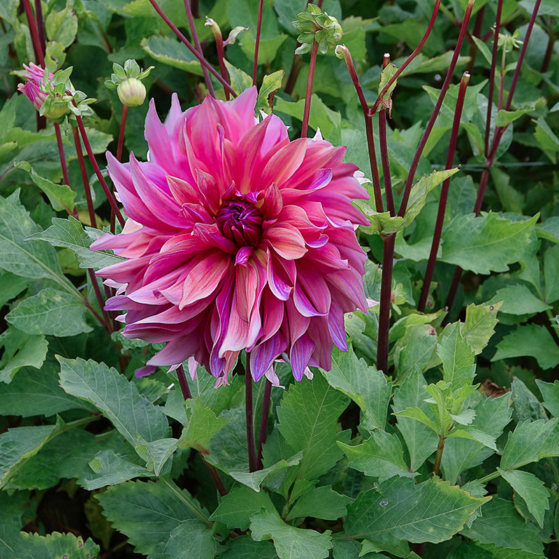 Dahlia Penhill Dark Monarch 2 Dahlie Penhill Dark Monarch