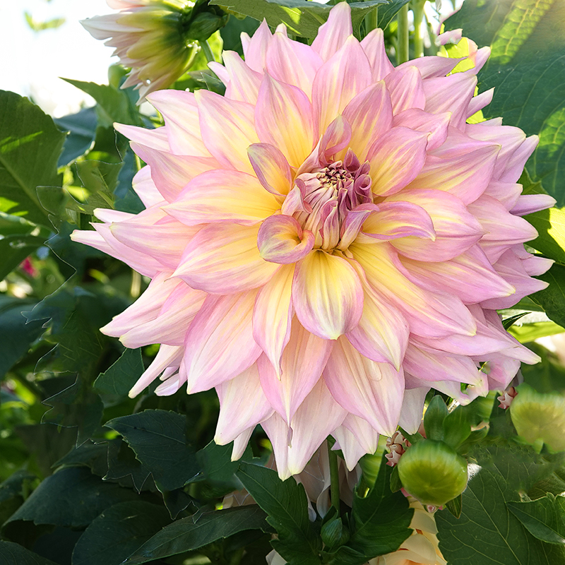 Dahlia Strawberry ice 1