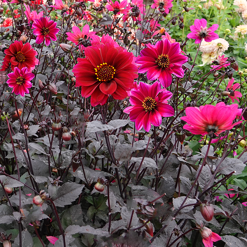 Dahlie Bishop of Canterbury 2