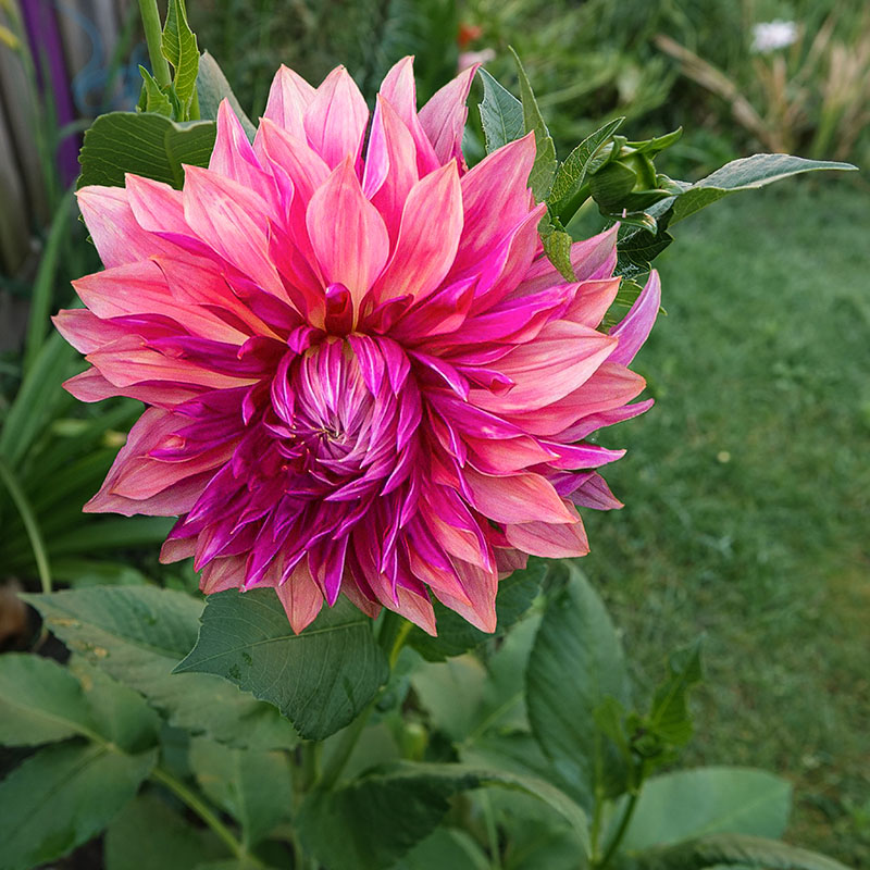 Dahlie Penhill Dark Monarch 1 Dahlia Penhill Dark Monarch