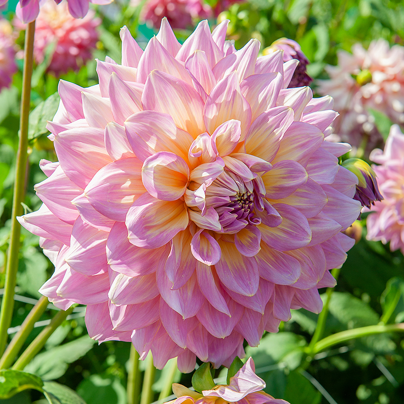 Dahlia 2019