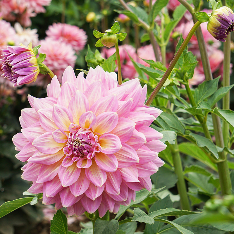 Strawberry ice dahlia 2