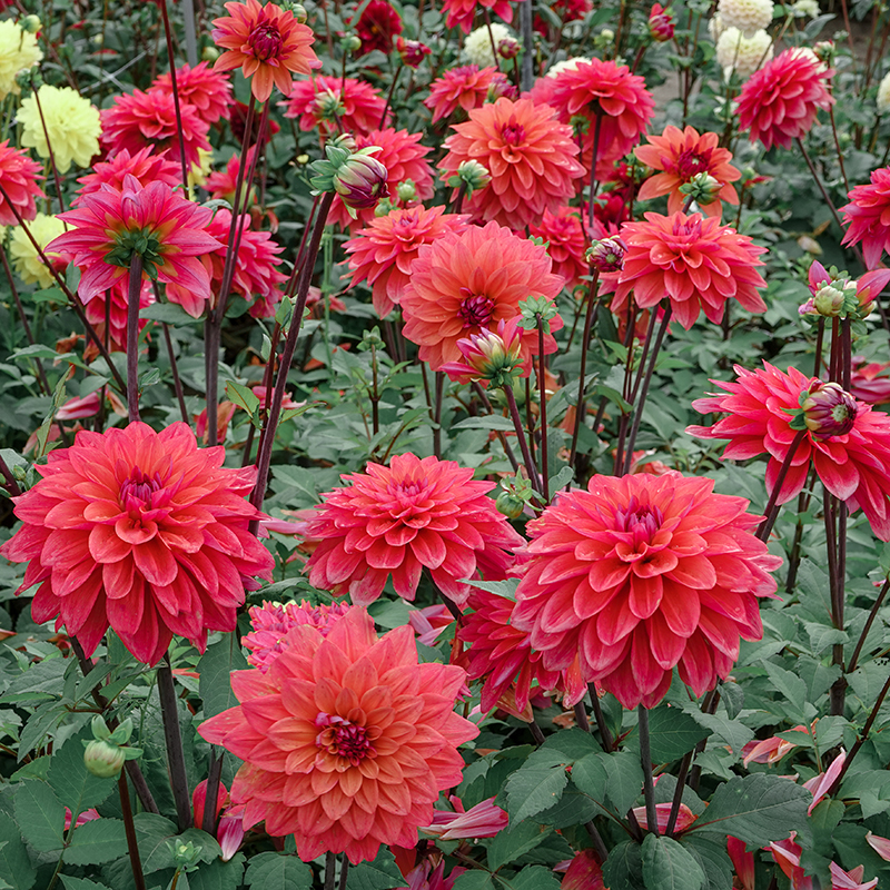 American Dawn Dahlia -2